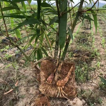 甜龙竹苗，勃氏甜龙竹苗，可生吃的水果甜笋苗基地直供
