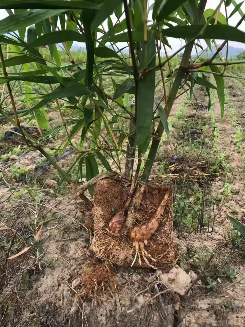 甜龙竹苗，勃氏甜龙竹苗，可生吃的水果甜笋苗基地直供