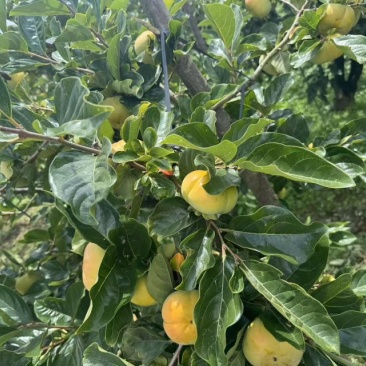 预售云南保山的甜柿子。需要的老板可以预定。