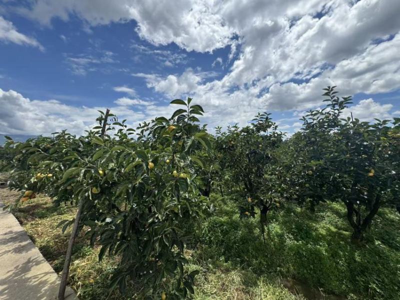 预售云南保山的甜柿子。需要的老板可以预定。