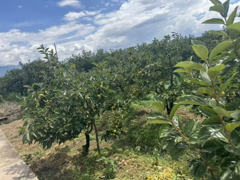 预售云南保山的甜柿子。需要的老板可以预定。