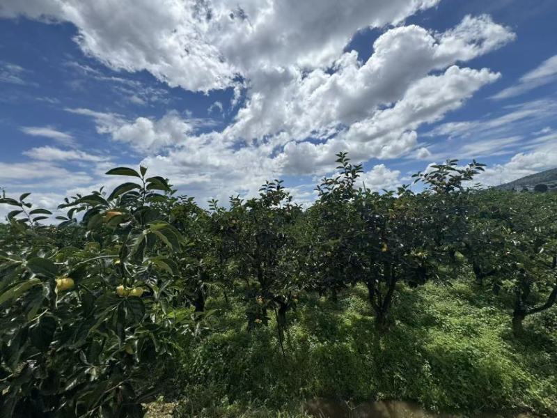 预售云南保山的甜柿子。需要的老板可以预定。