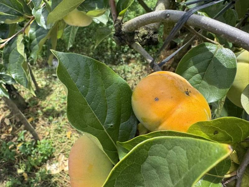 预售云南保山的甜柿子。需要的老板可以预定。