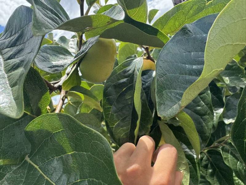 预售云南保山的甜柿子。需要的老板可以预定。