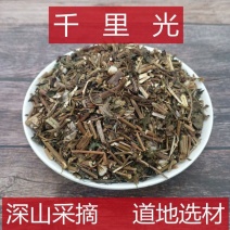 千里光批发中药材千里光正品无硫新货九里光黄花草九里明黄花