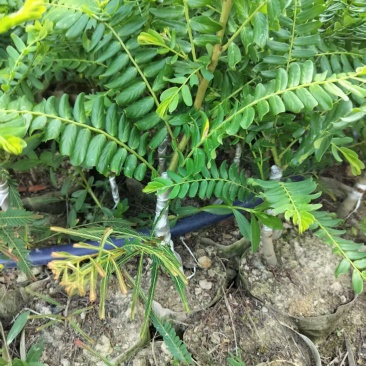 甜油甘果苗，余甘果苗，柿饼甜玻璃甘红橄榄嫁接袋装苗