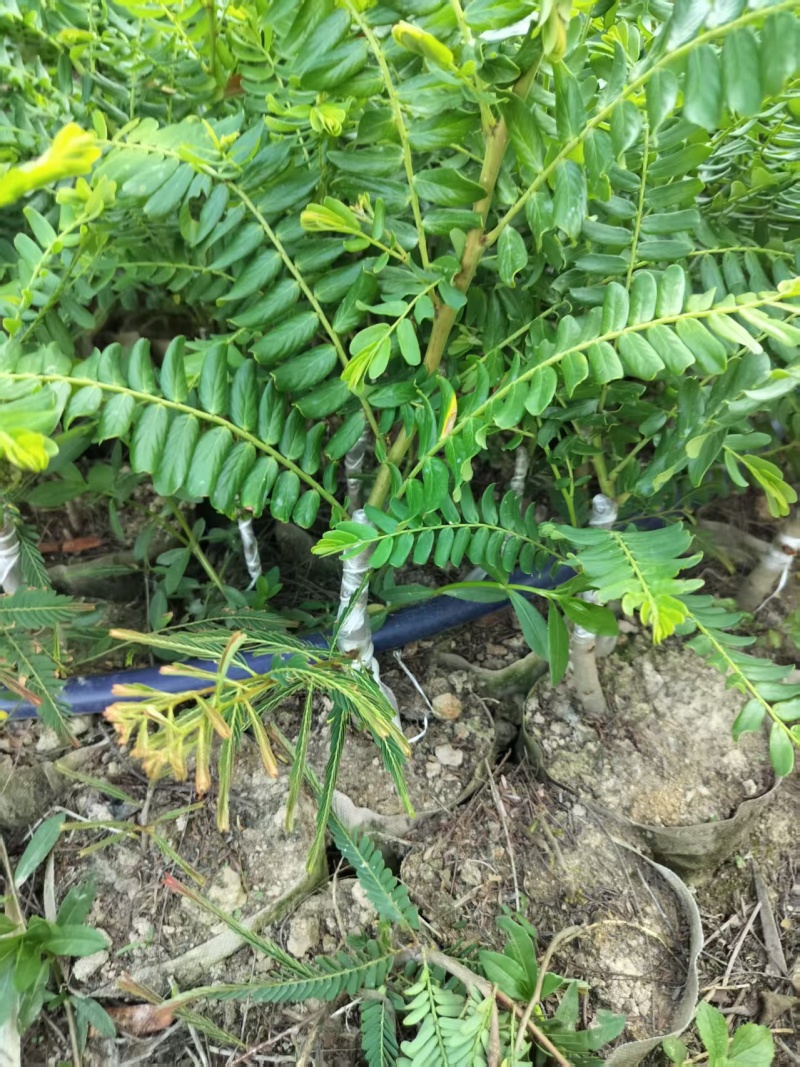 甜油甘果苗，余甘果苗，柿饼甜玻璃甘红橄榄嫁接袋装苗