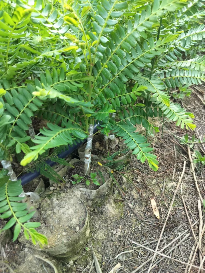 甜油甘果苗，余甘果苗，柿饼甜玻璃甘红橄榄嫁接袋装苗