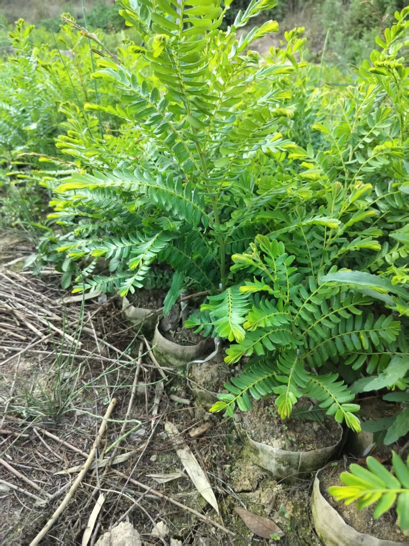 甜油甘果苗，余甘果苗，柿饼甜玻璃甘红橄榄嫁接袋装苗