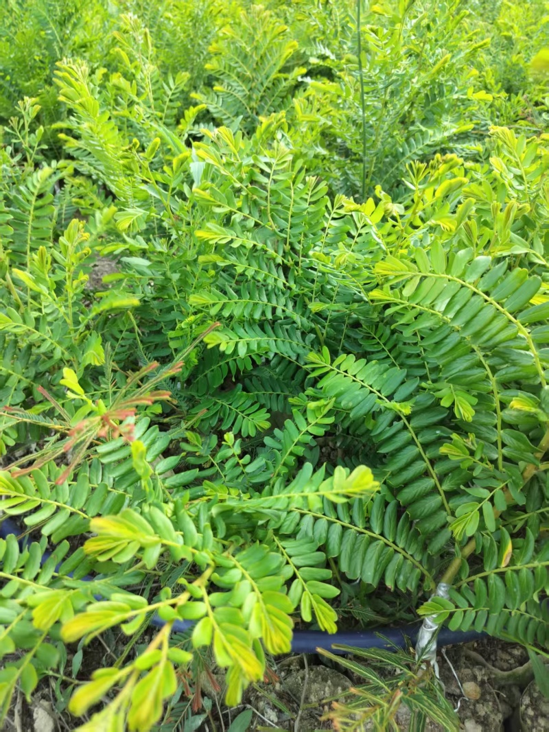 甜油甘果苗，余甘果苗，柿饼甜玻璃甘红橄榄嫁接袋装苗