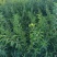晚熟蜂糖李子苗，苗圃直发，纯甜无酸味，爽口含糖量18至22%