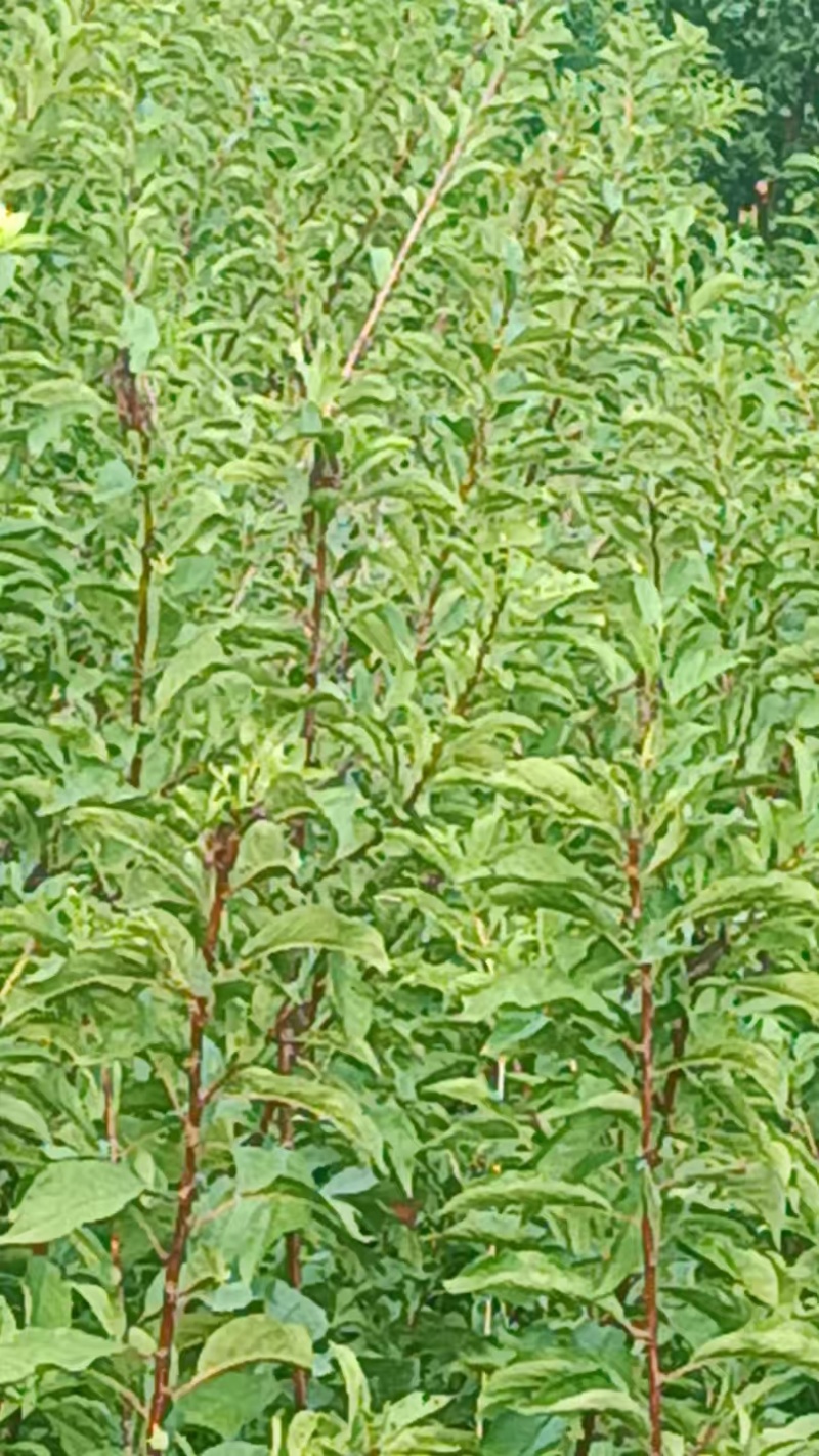 晚熟蜂糖李子苗，苗圃直发，纯甜无酸味，爽口含糖量18至22%