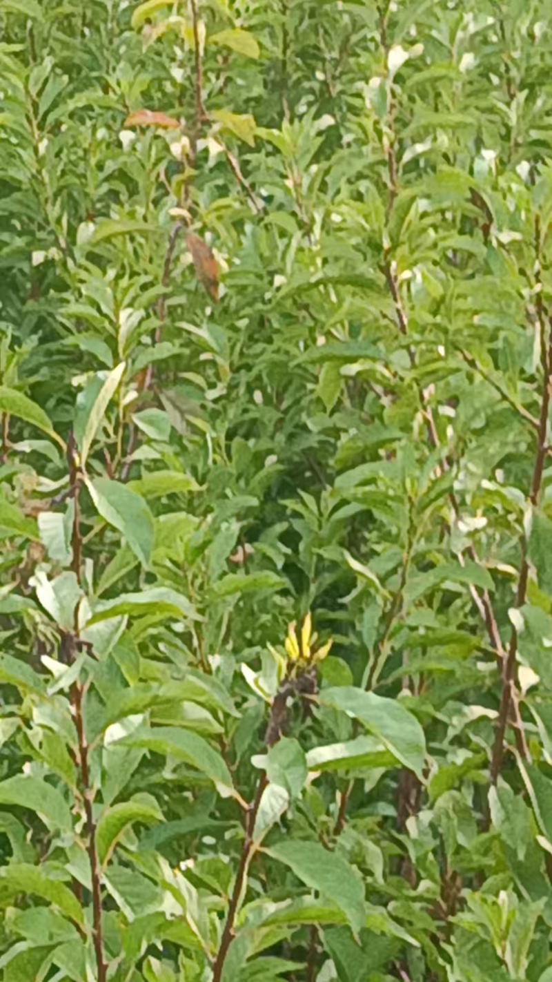 晚熟蜂糖李子苗，苗圃直发，纯甜无酸味，爽口含糖量18至22%