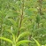 晚熟蜂糖李子苗，苗圃直发，纯甜无酸味，爽口含糖量18至22%