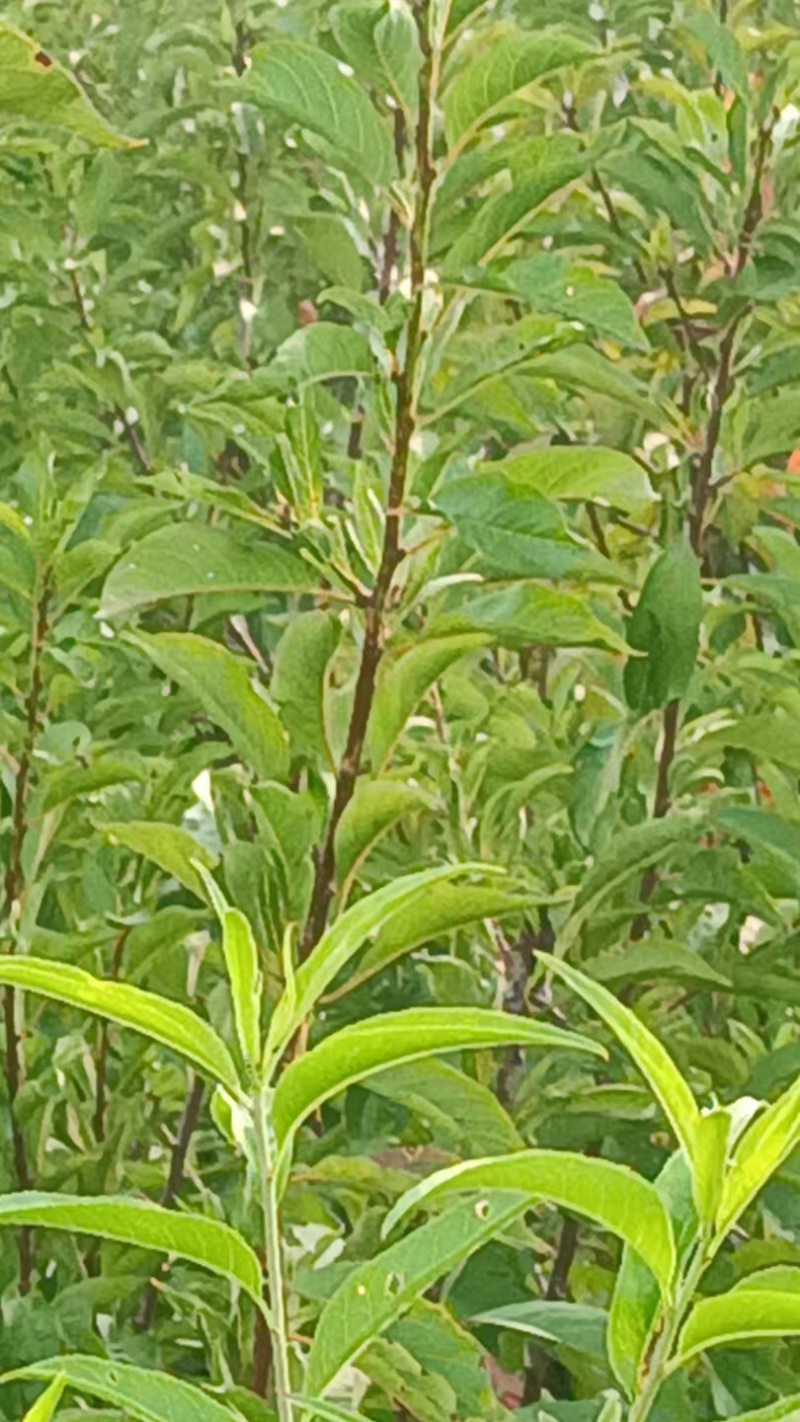 晚熟蜂糖李子苗，苗圃直发，纯甜无酸味，爽口含糖量18至22%