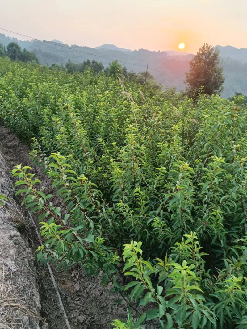 晚熟蜂糖李子苗，苗圃直发，纯甜无酸味，爽口含糖量18至22%