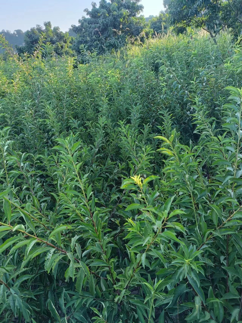 晚熟蜂糖李子苗，苗圃直发，纯甜无酸味，爽口含糖量18至22%