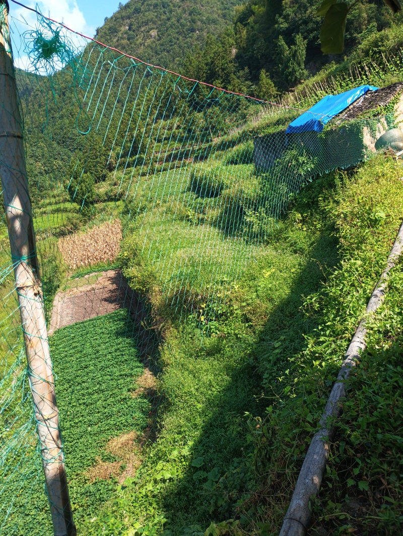 高山生态种植养殖