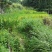 高山生态种植养殖