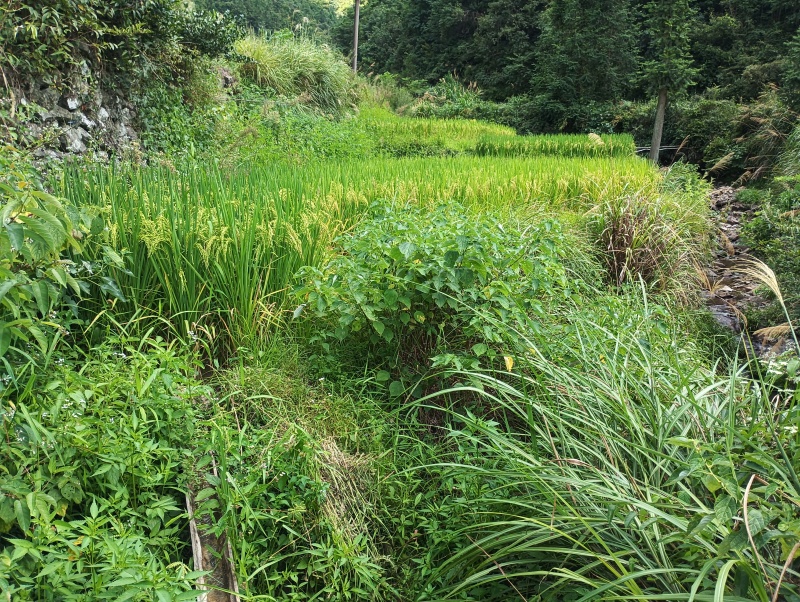 高山生态种植养殖