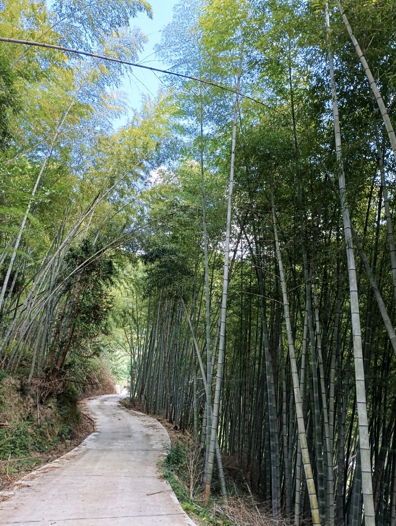 高山生态种植养殖