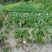 高山生态种植养殖
