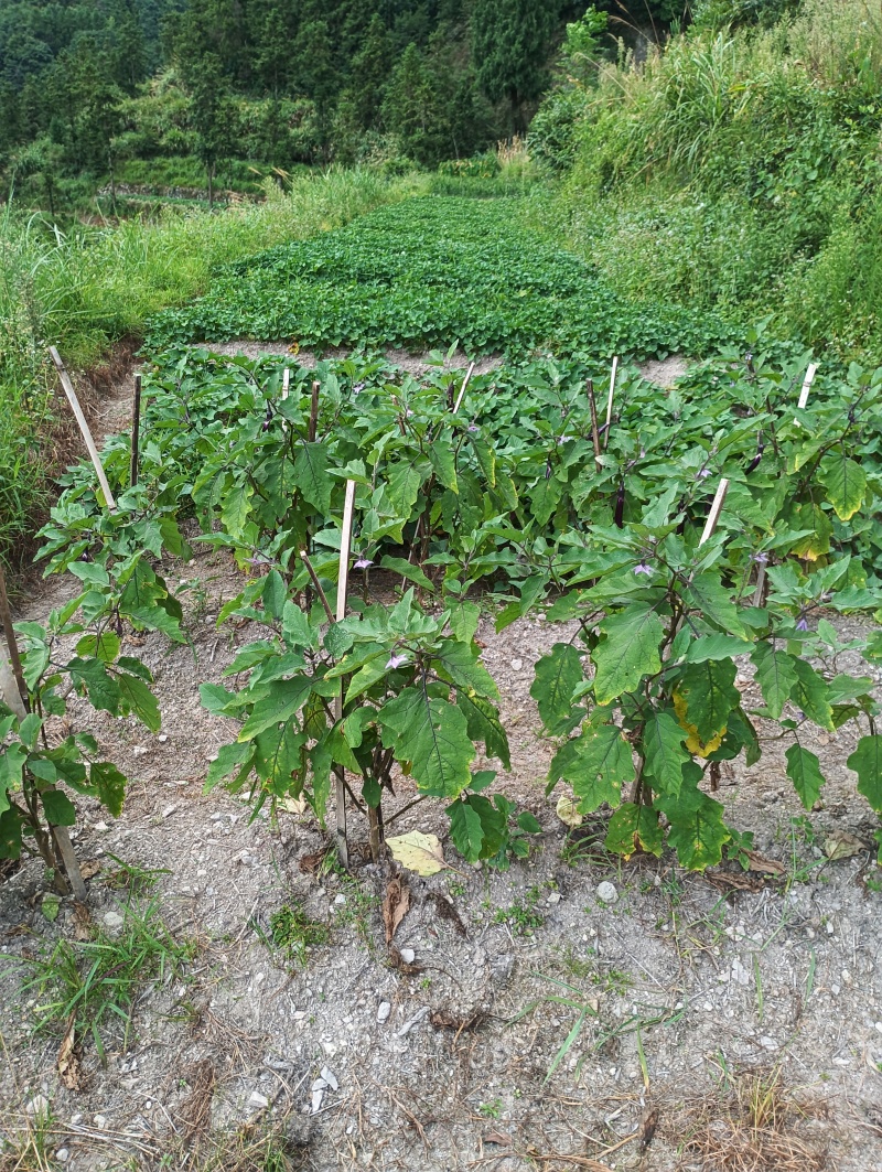 高山生态种植养殖
