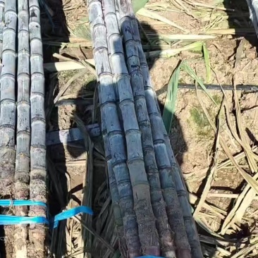 黑皮甘蔗，云南黑皮甘蔗大量上市基地直供一手货源