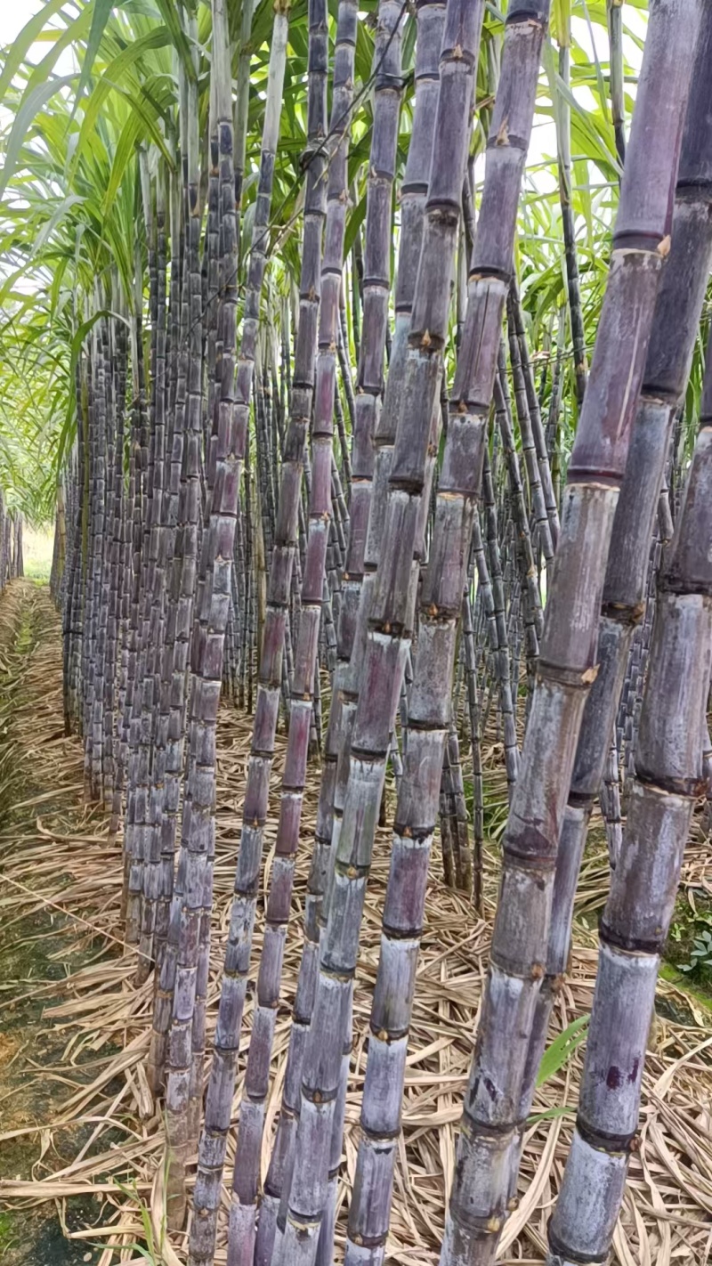 黑皮甘蔗，云南黑皮甘蔗大量上市基地直供一手货源