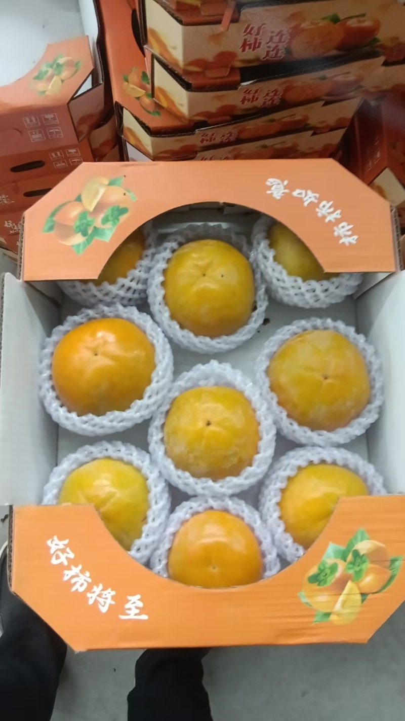 新鲜应季，现摘正宗阳丰脆柿，对接各大商超团购，礼盒订购