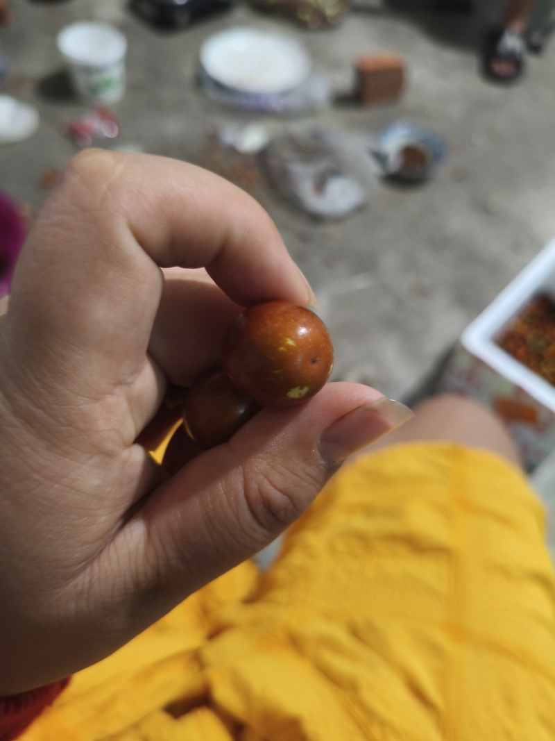果用酸枣酸枣鼠李科多年生灌木果皮富含丰富斯皮诺素