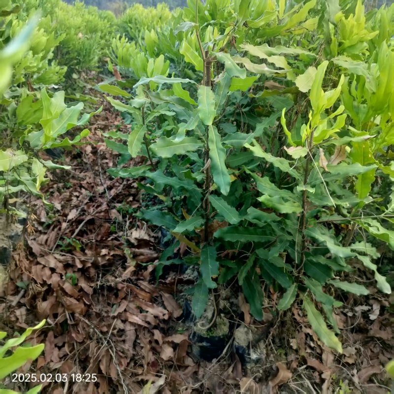 坚果苗澳洲坚果苗夏威夷果苗品种其全基地直供一手货源