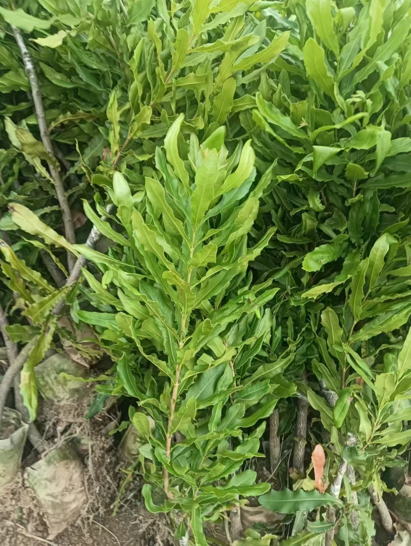 坚果苗澳洲坚果苗夏威夷果苗品种其全基地直供一手货源