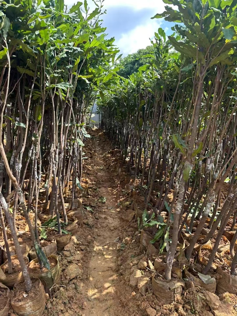 坚果苗澳洲坚果苗夏威夷果苗品种其全基地直供一手货源