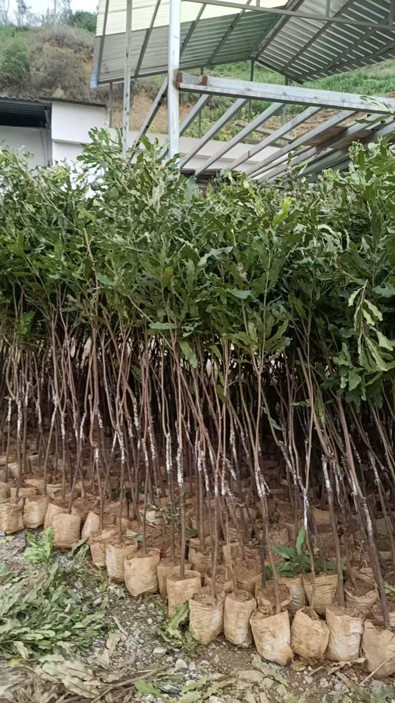 坚果苗澳洲坚果苗夏威夷果苗品种其全基地直供一手货源
