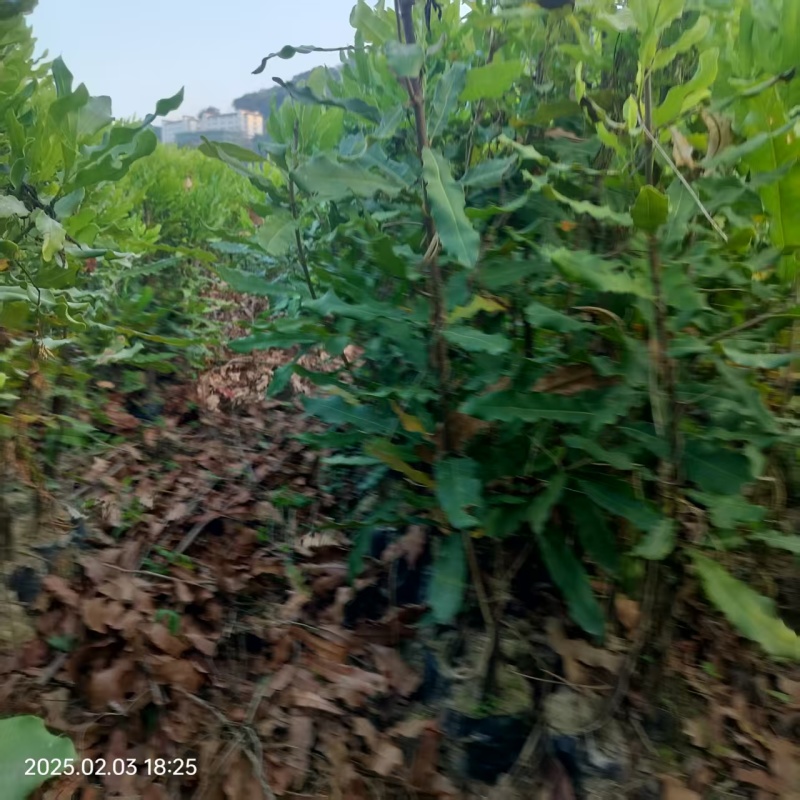 坚果苗澳洲坚果苗夏威夷果苗品种其全基地直供一手货源