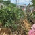 坚果苗澳洲坚果苗夏威夷果苗品种其全基地直供一手货源