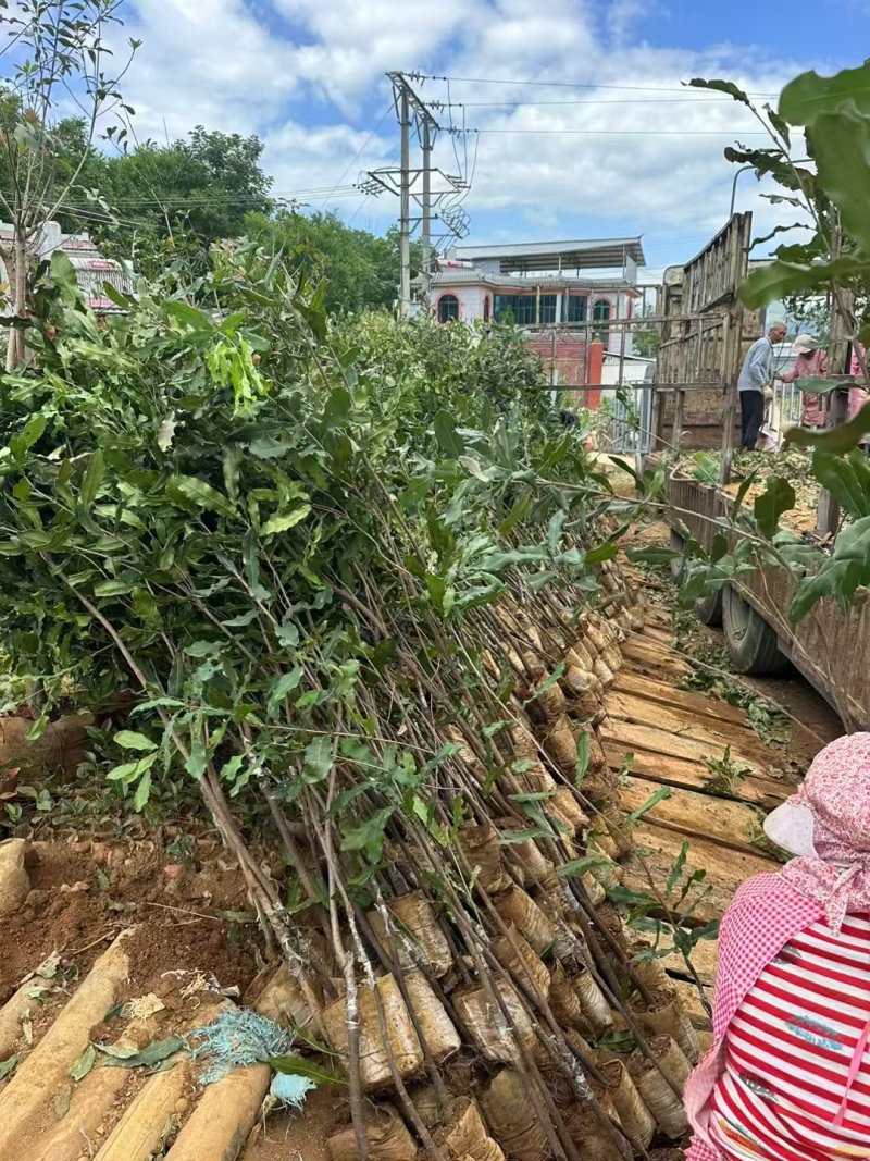 坚果苗澳洲坚果苗夏威夷果苗品种其全基地直供一手货源