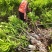 坚果苗澳洲坚果苗夏威夷果苗品种其全基地直供一手货源