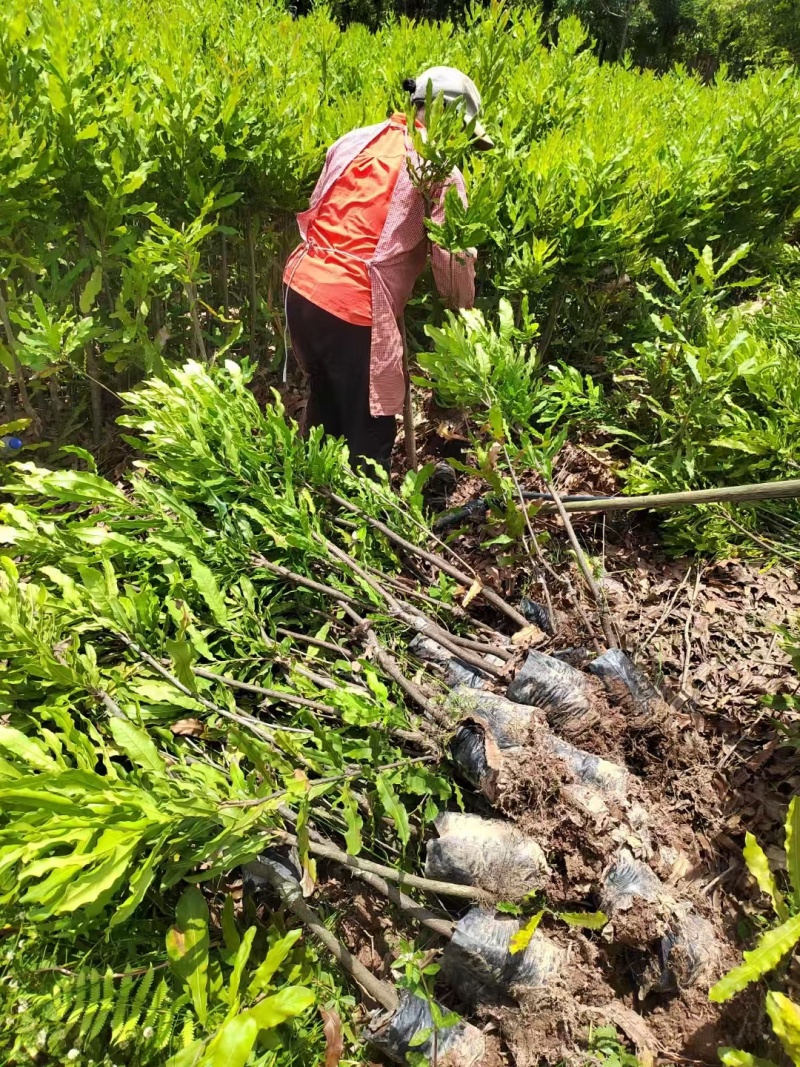 坚果苗澳洲坚果苗夏威夷果苗品种其全基地直供一手货源