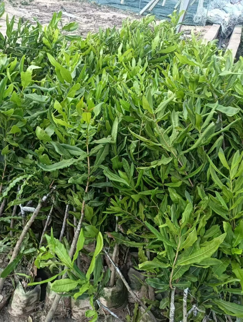坚果苗澳洲坚果苗夏威夷果苗品种其全基地直供一手货源