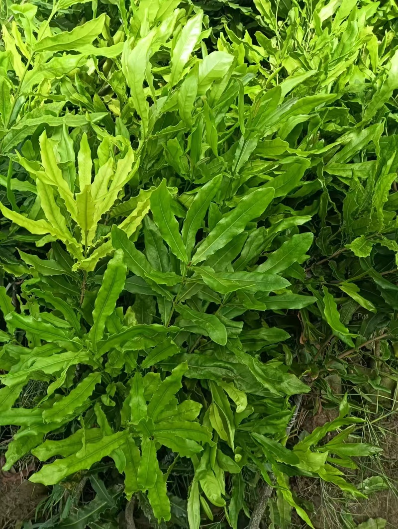 坚果苗澳洲坚果苗夏威夷果苗品种其全基地直供一手货源