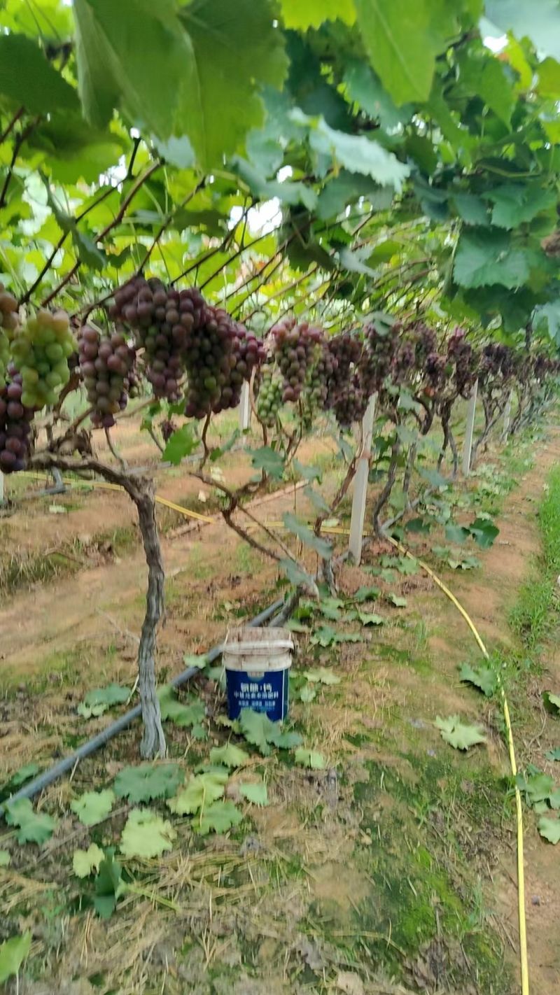 甬优，巨峰，阳光玫瑰葡萄