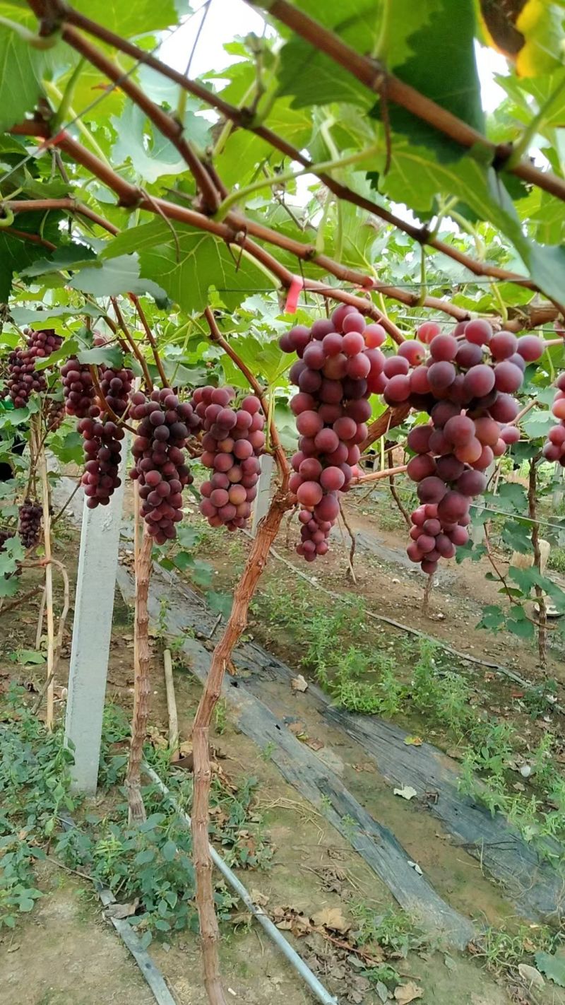 甬优，巨峰，阳光玫瑰葡萄