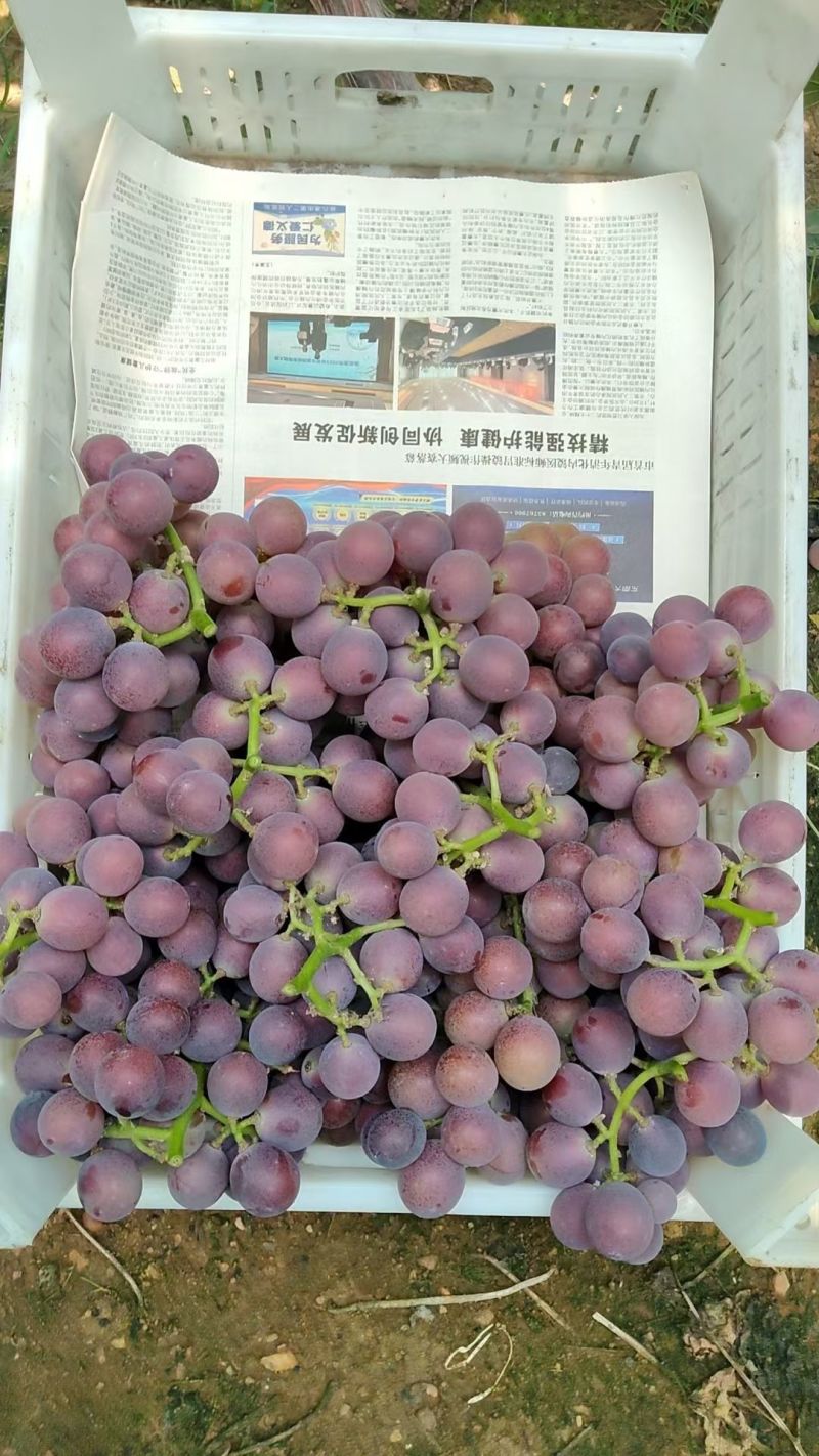 甬优，巨峰，阳光玫瑰葡萄