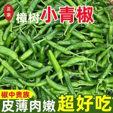 樟树港辣椒，产地一手货源，可以视频看货，欢迎新老客户前来
