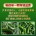 樟树港辣椒，产地一手货源，可以视频看货，欢迎新老客户前来