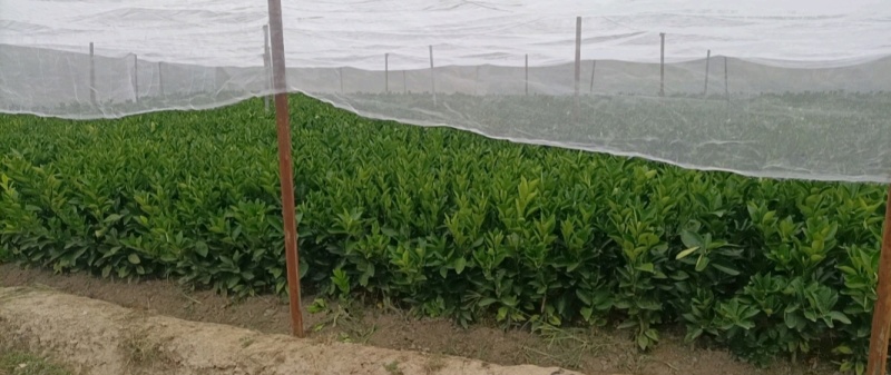 赣南脐橙苗育苗基地直发，品种齐全，成活率高，品质保证