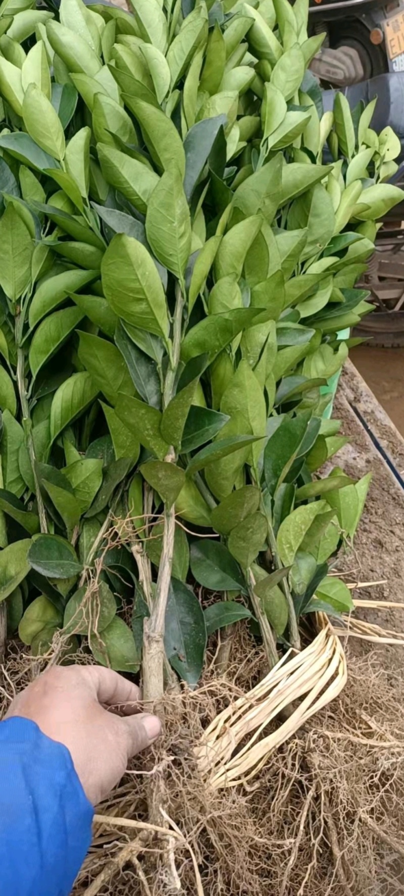 赣南脐橙苗育苗基地直发，品种齐全，成活率高，品质保证