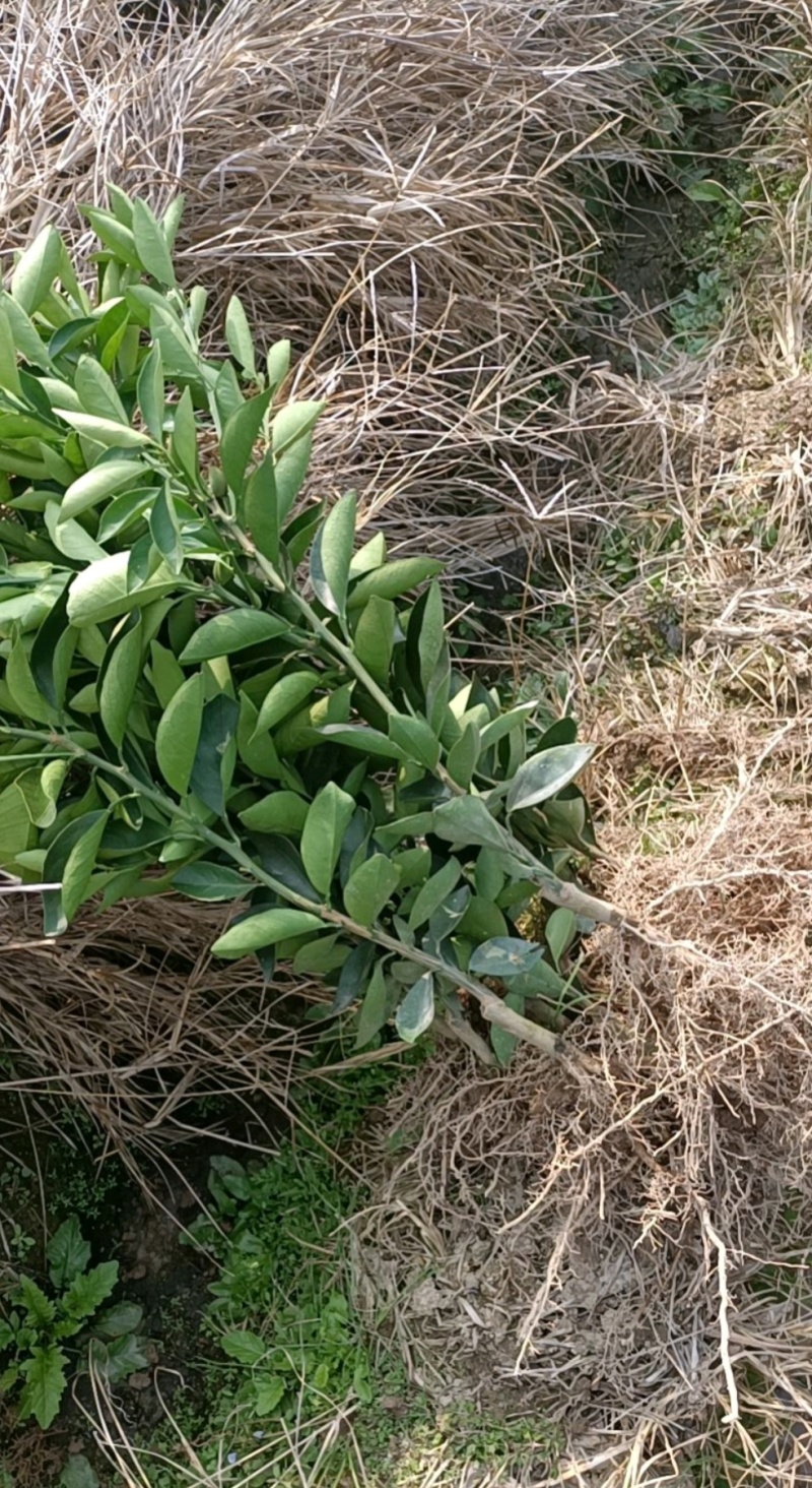 赣南脐橙苗育苗基地直发，品种齐全，成活率高，品质保证